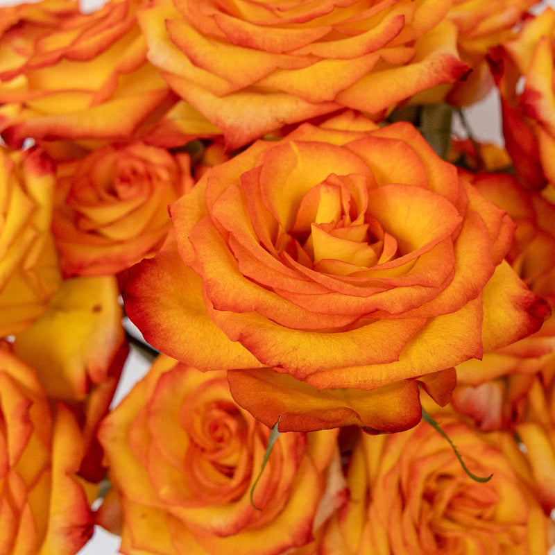 High And Magic Yellow And Red Rose Close Up - Image