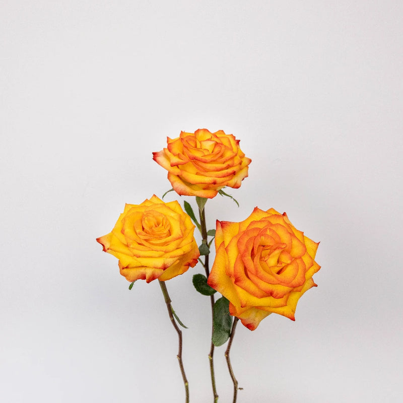 High And Magic Yellow And Red Rose Stem - Image