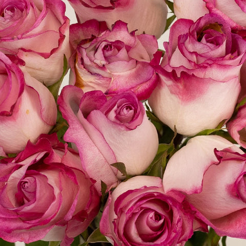 High Candy Pink And White Rose Close Up - Image