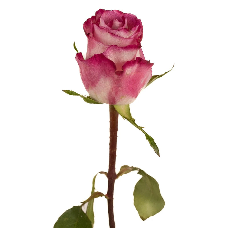 High Candy Pink And White Rose Stem - Image
