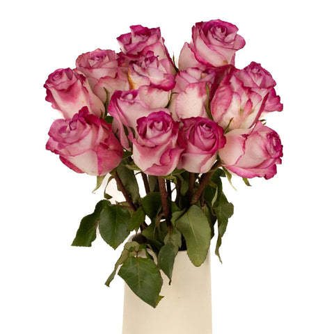 High Candy Pink And White Rose Vase - Image