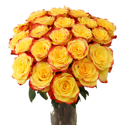 High and Yellow Flame Rose