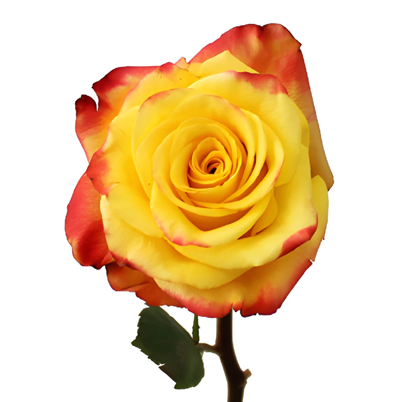 High and Yellow Flame Rose