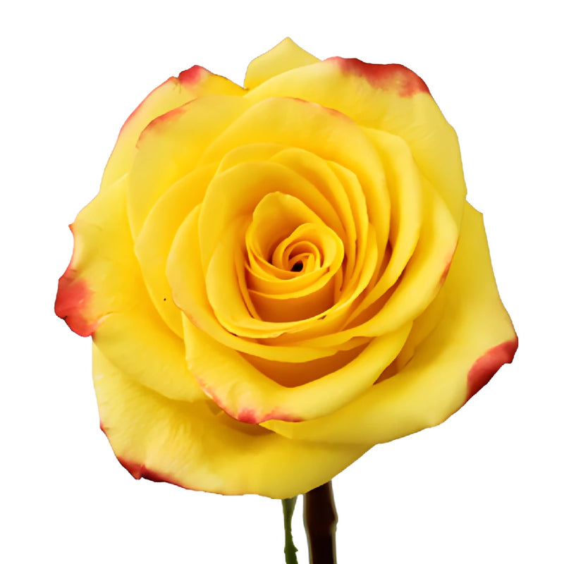 High and Yellow Flame Rose