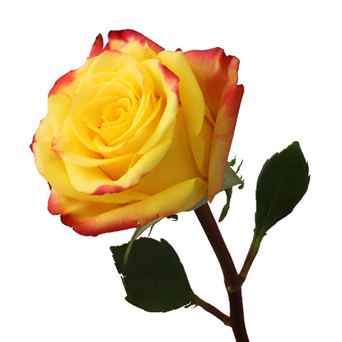 High and Yellow Flame Rose