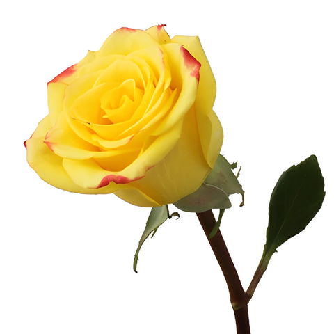 High and Yellow Flame Rose