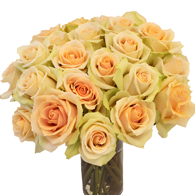 High Arena Creamy Peach Rose