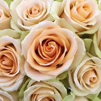 High Arena Creamy Peach Rose