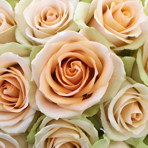 High Arena Creamy Peach Rose