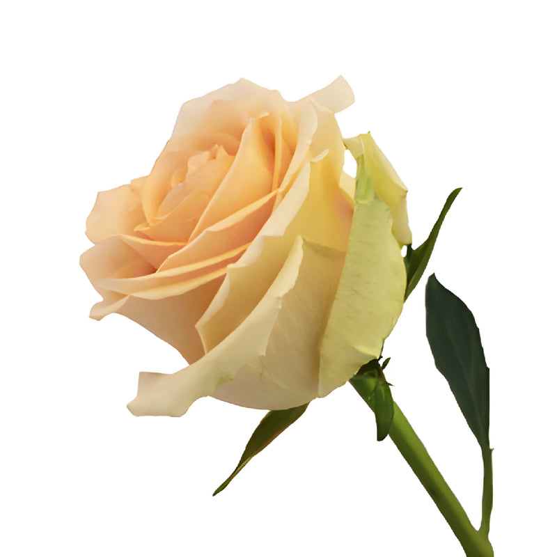 High Arena Creamy Peach Rose