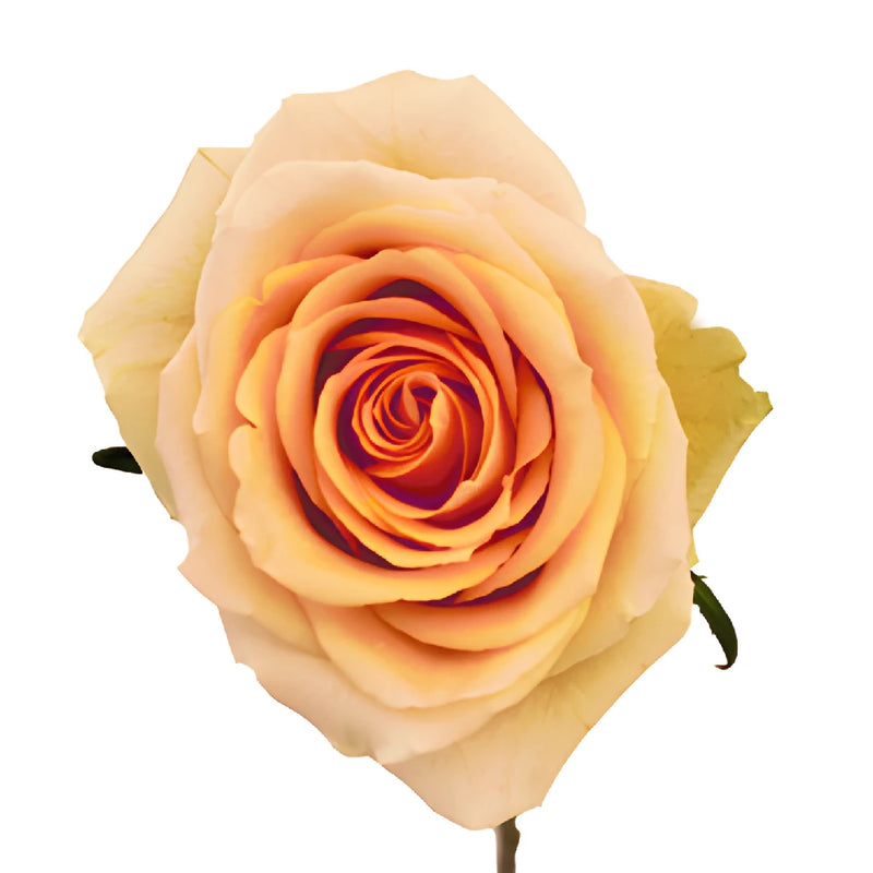 High Arena Creamy Peach Rose