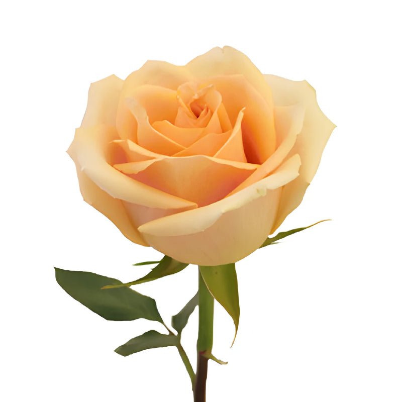 High Arena Creamy Peach Rose