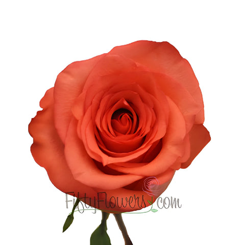 High and Blooming Coral Bulk Rose