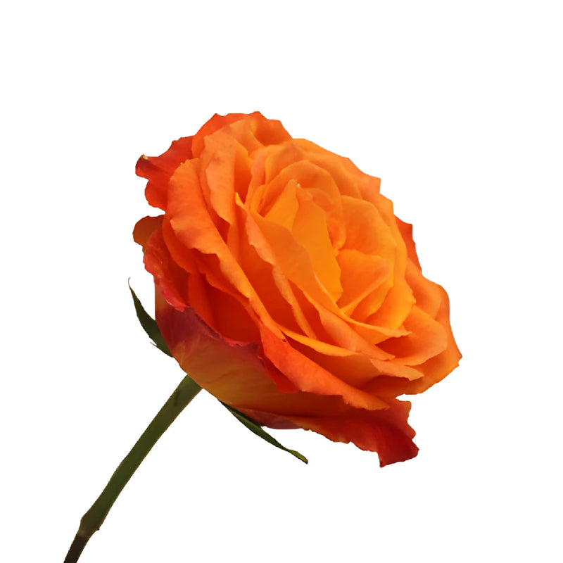 High and Intenzz Fresh Rose