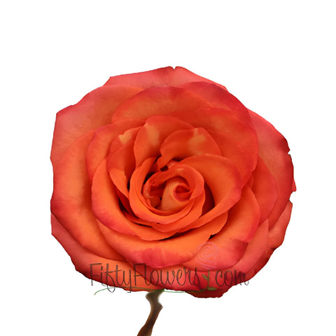 High and Orange Magic Rose