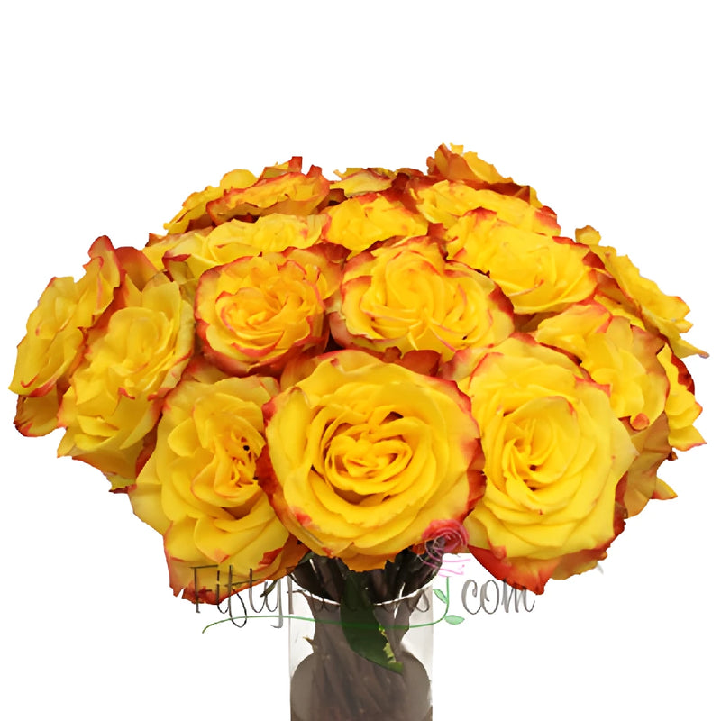 High and Yellow Magic Rose