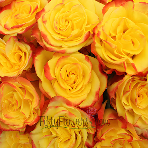 High and Yellow Magic Rose
