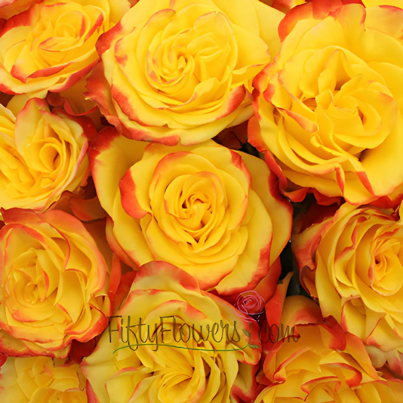 High and Yellow Magic Rose