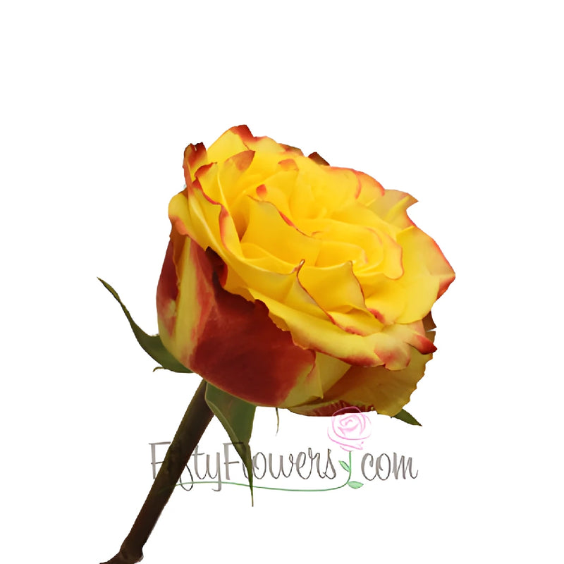 High and Yellow Magic Rose