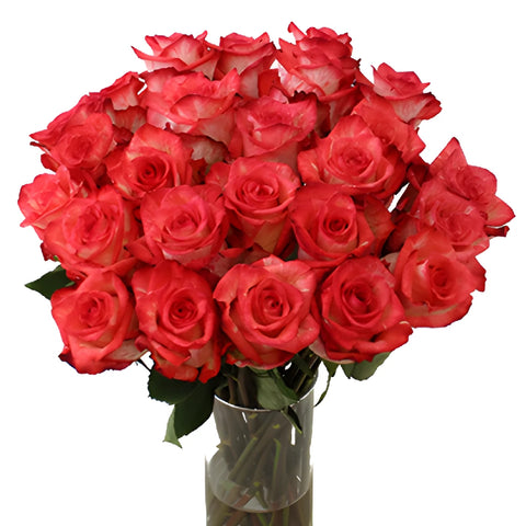 High and Twinkle Rose