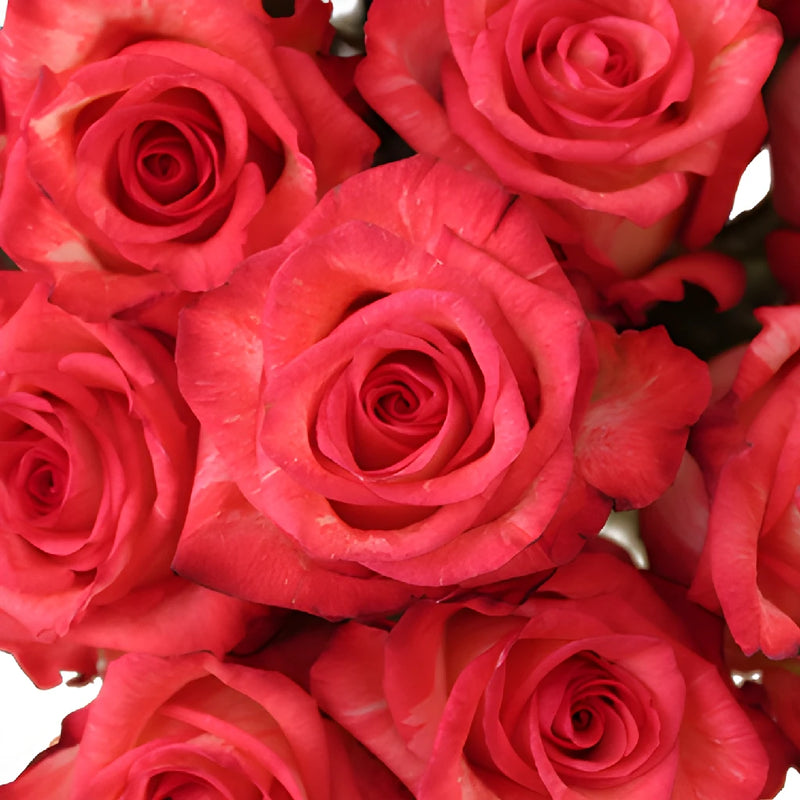 High and Twinkle Rose