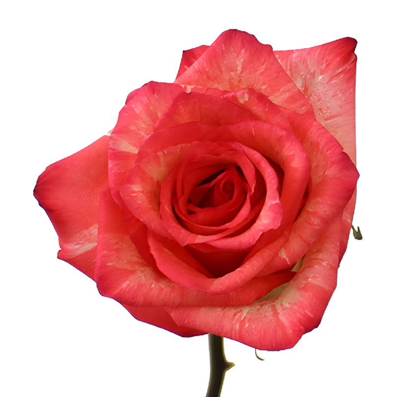 High and Twinkle Rose