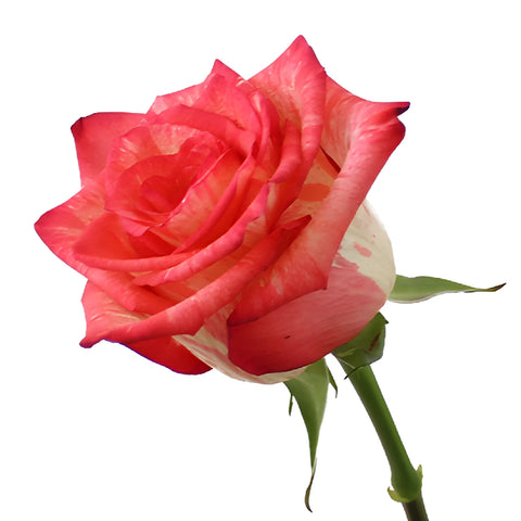 High and Twinkle Rose