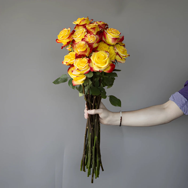 Fresh European Cut Bicolor Yellow Red Roses