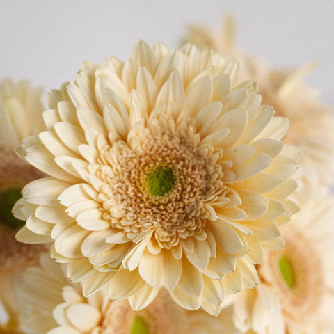 Hint Of Blush Gerbera Close Up - Image