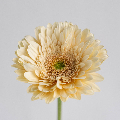 Hint Of Blush Gerbera Stem - Image