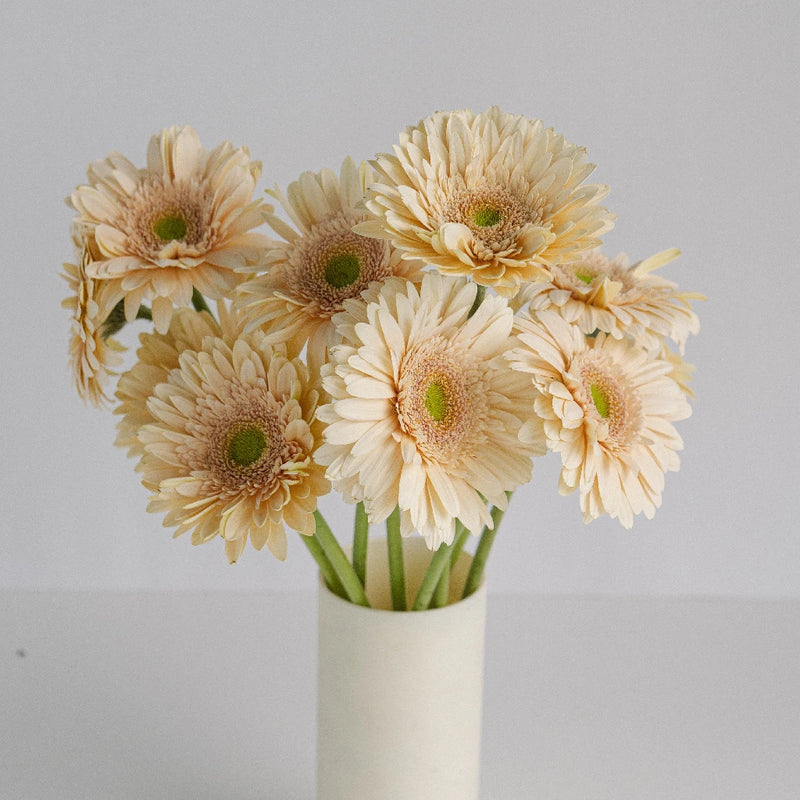 Hint Of Blush Gerbera Vase - Image