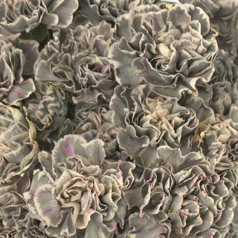 Hint Of Gray Industrial Carnation Flowers Close Up - Image