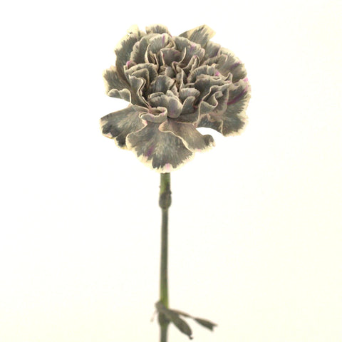 Hint Of Gray Industrial Carnation Flowers Stem - Image