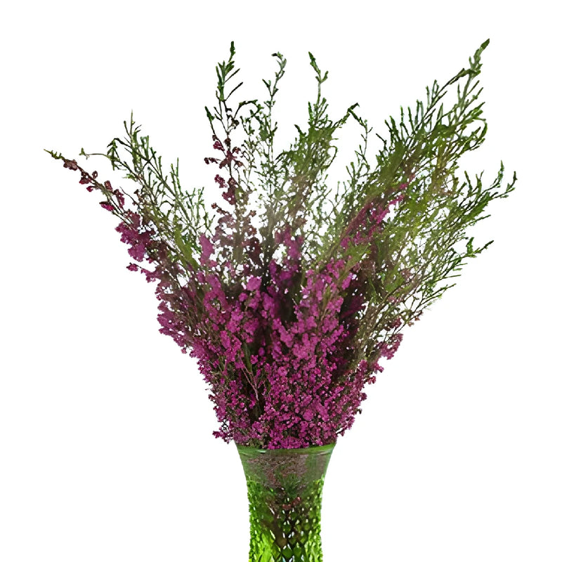 Hot Pink Sunset Heather Flower