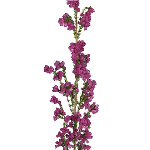 Hot Pink Sunset Heather Flower