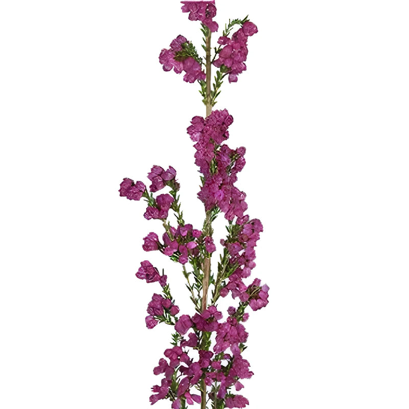 Hot Pink Sunset Heather Flower