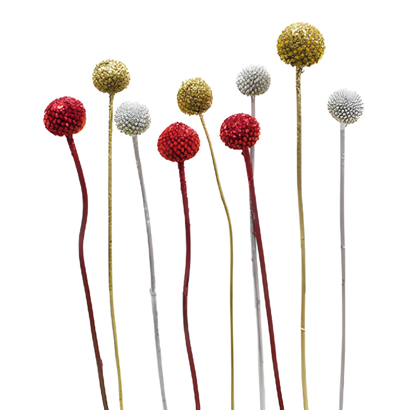 Holiday Colors Airbrushed Craspedia Billy Balls