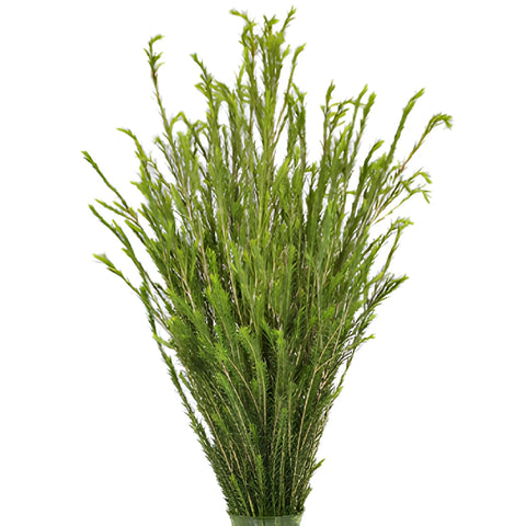 Wholesale greenery honey bracelet filler flowers bunch sold as bulk