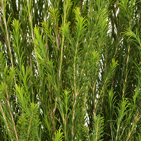 Wedding greenery honey bracelet filler flowers sold near me