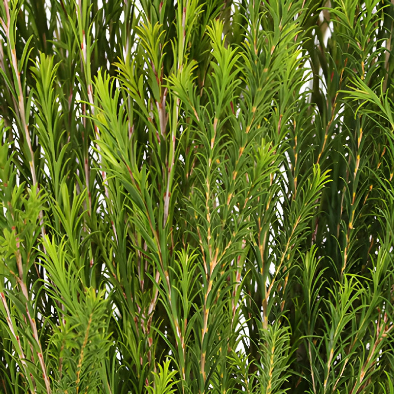 Wedding greenery honey bracelet filler flowers sold near me