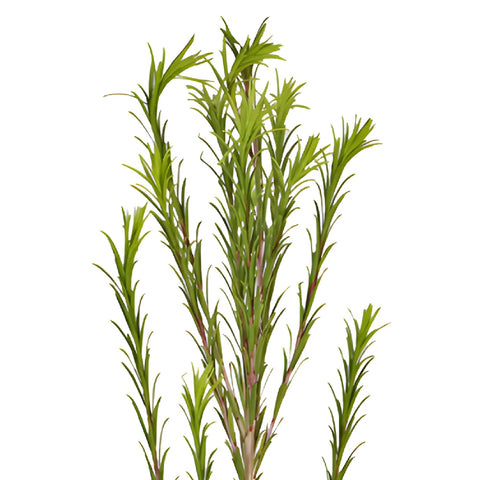 Single stem of fresh cut greenery honey bracelet filler flowers