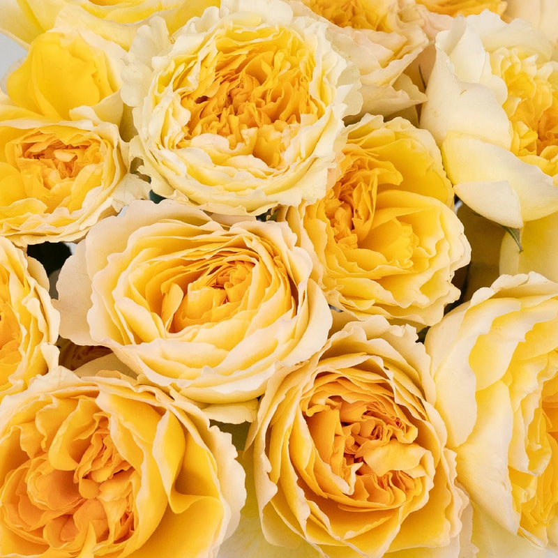 happy roseです。 Rose Deep Purple 50cm - Wholesale - Blooms By The Box