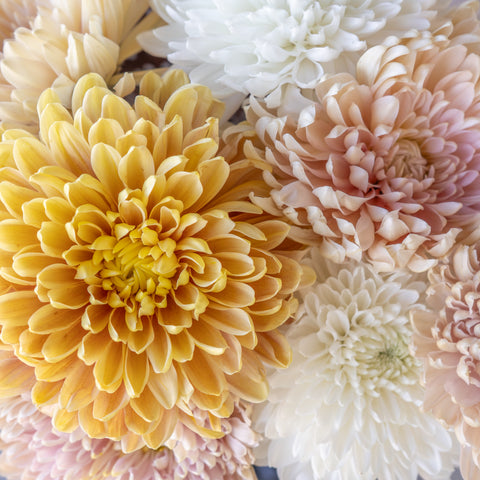 Honeycomb Chrysanthemum Flower Kit Apron - Image