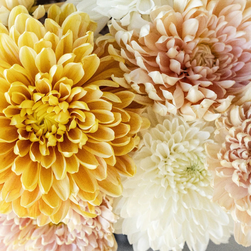 Honeycomb Chrysanthemum Flower Kit Close Up - Image