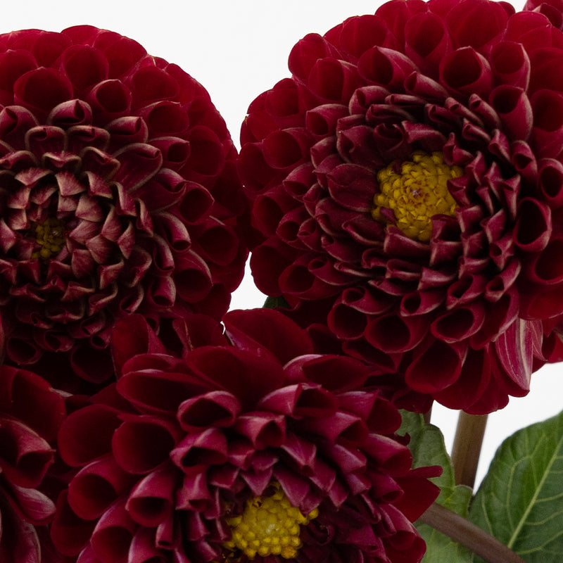 Honeycomb Red Dahlia Flower Close Up - Image