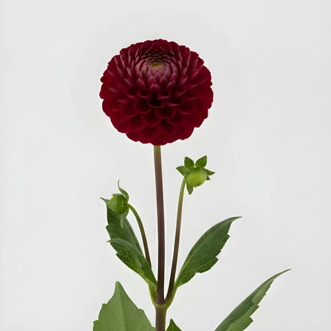 Honeycomb Red Dahlia Flower Stem - Image