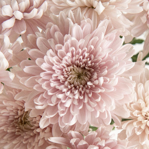 Honeymoon Bahlia Flower Close Up - Image