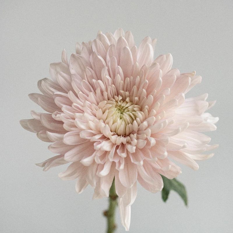 Honeymoon Bahlia Flower Stem - Image