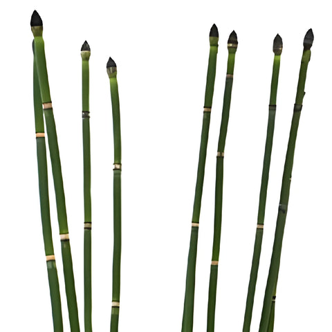 Wholesale fresh cut greenery horsetail filler flowers bunch