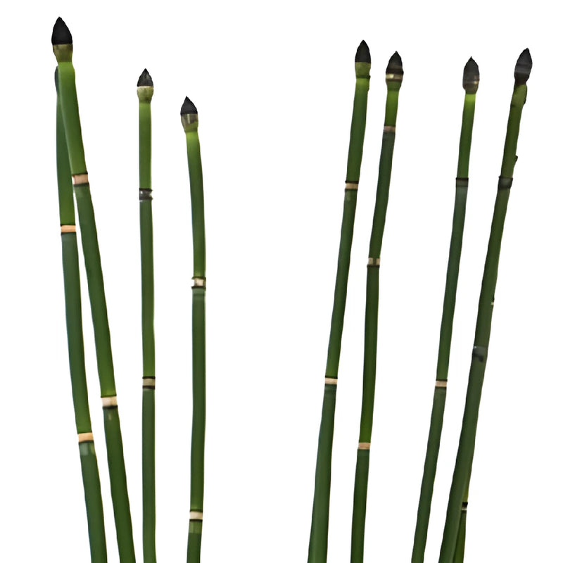 Wholesale fresh cut greenery horsetail filler flowers bunch